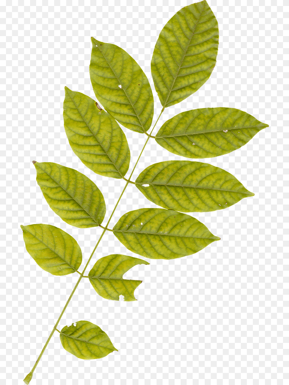 Leaf Plant, Tree, Annonaceae Free Transparent Png