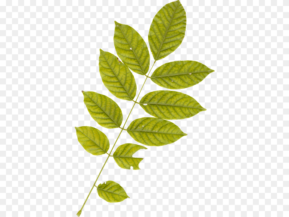 Leaf Plant, Tree, Annonaceae, Astragalus Free Png Download