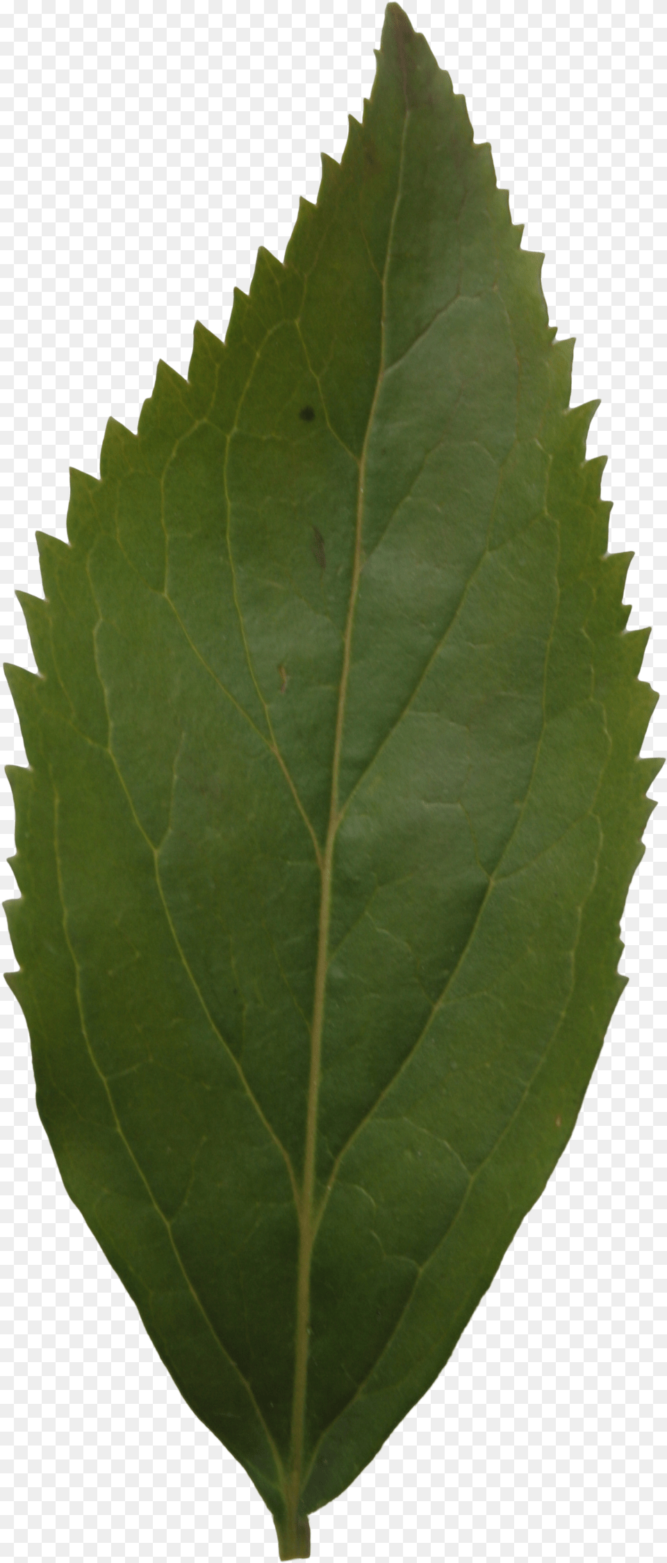 Leaf, Plant Png