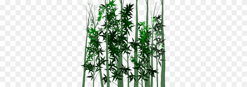 Leaf Bamboo, Plant Free Png Download