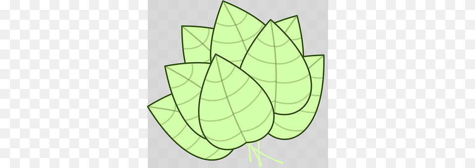 Leaf Plant, Green Free Transparent Png