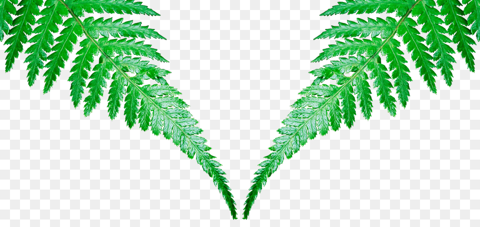 Leaf Fern, Plant Free Png Download