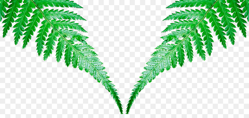 Leaf Fern, Plant Free Transparent Png