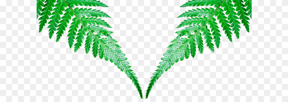 Leaf Fern, Plant Free Transparent Png