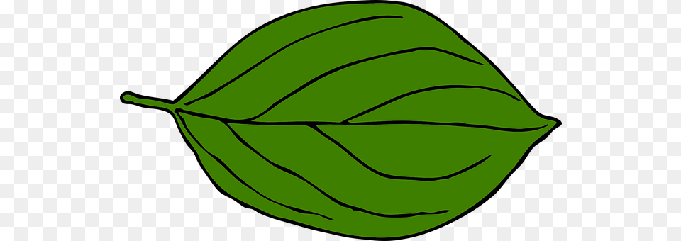 Leaf Plant, Annonaceae, Tree, Fruit Png Image