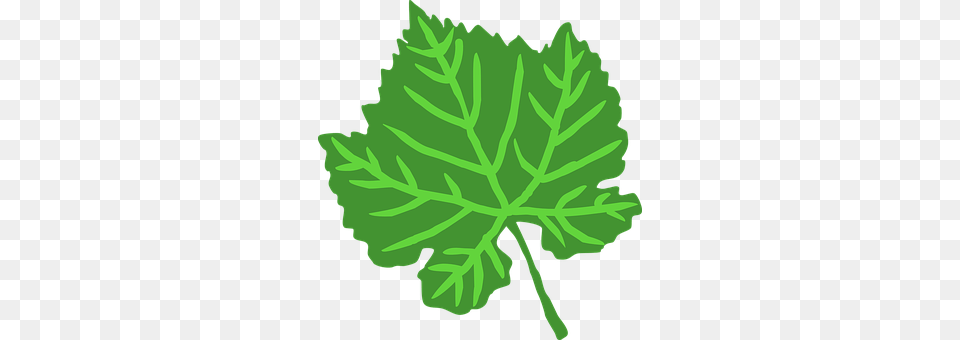 Leaf Oak, Plant, Sycamore, Tree Free Png Download