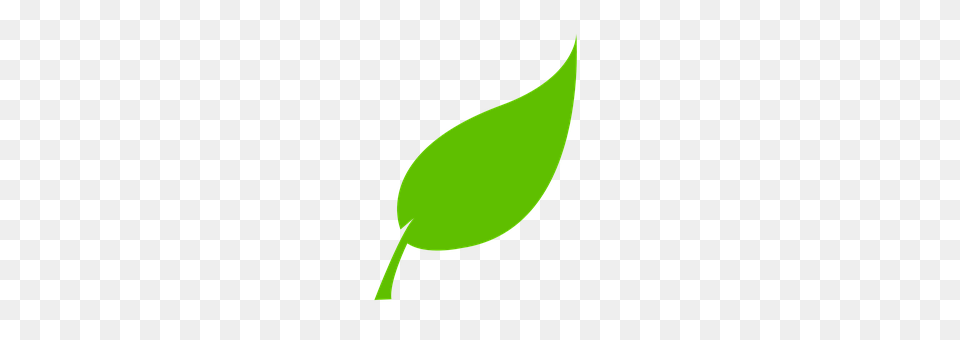 Leaf Plant, Flower Free Png