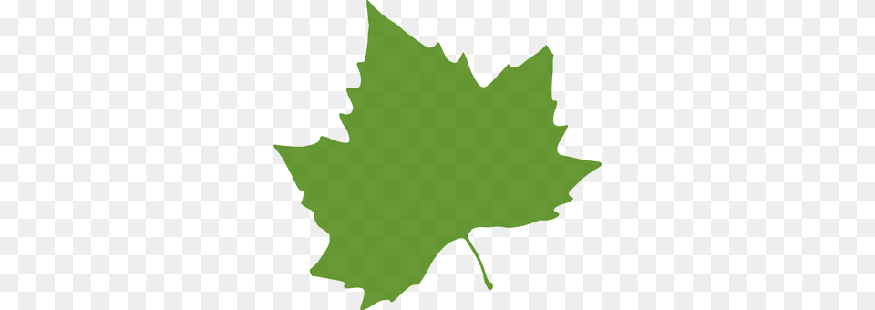 Leaf Plant, Maple Leaf, Person, Face Free Transparent Png