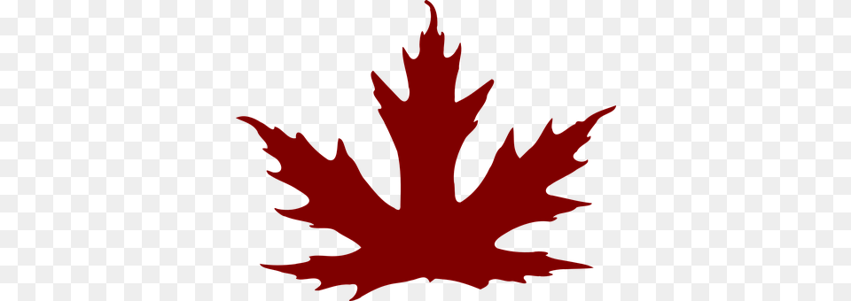 Leaf Plant, Tree, Maple Leaf, Person Png