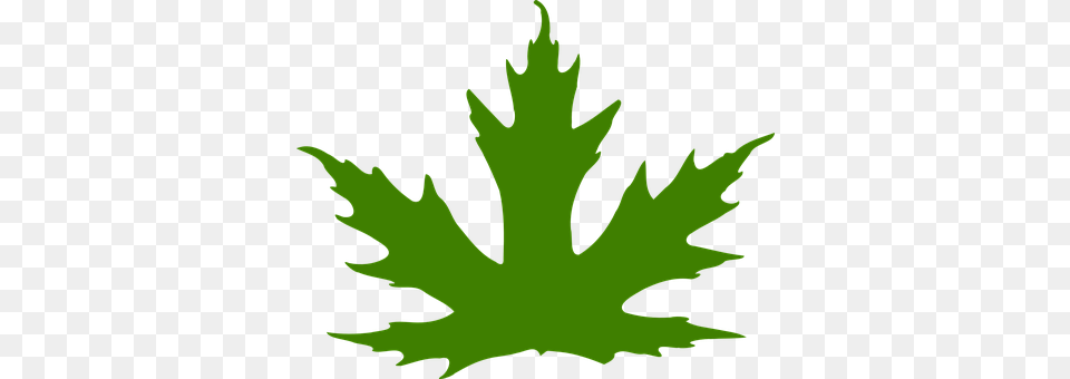 Leaf Plant, Maple Leaf, Person, Tree Png