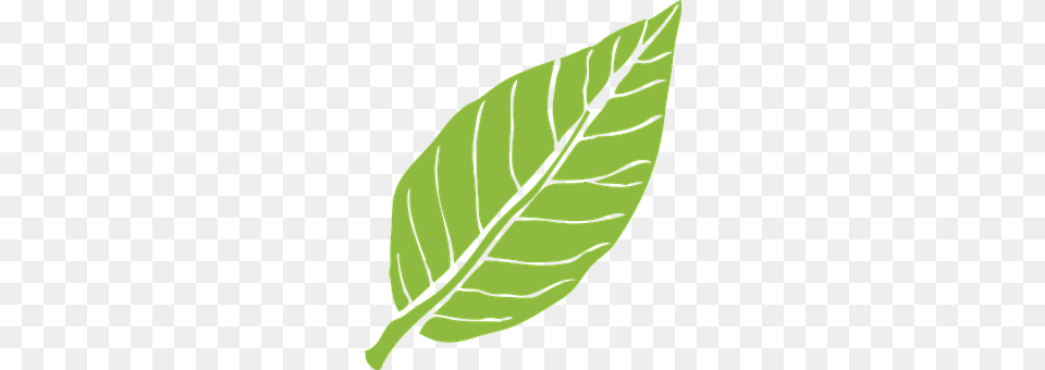 Leaf Plant, Transportation, Rowboat, Vehicle Free Transparent Png