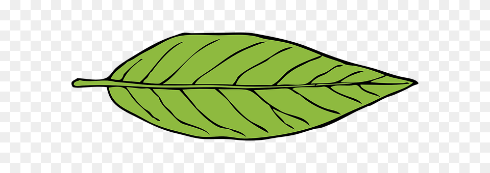 Leaf Plant, Animal, Fish, Sea Life Png