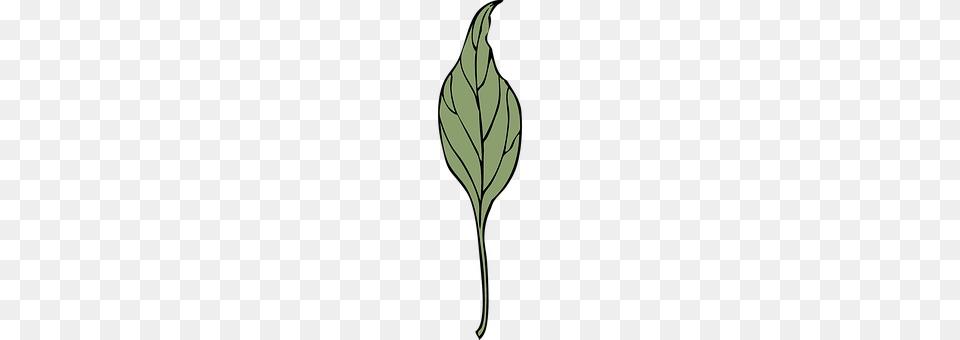 Leaf Plant Png