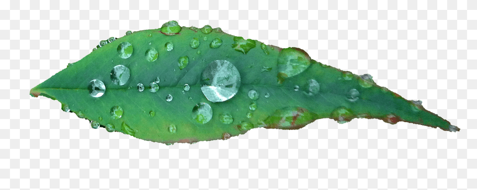 Leaf Plant, Droplet Png