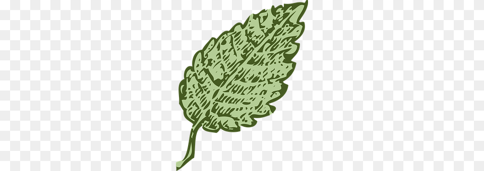 Leaf Plant Png Image