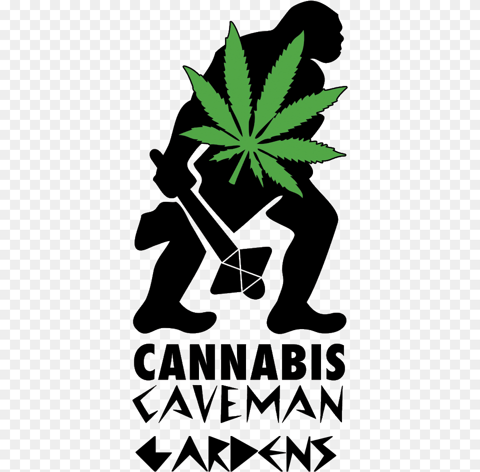 Leaf, Plant, Weed, Person, Hemp Png Image