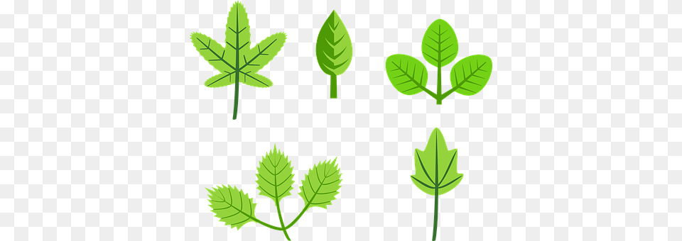 Leaf Green, Herbs, Mint, Plant Png