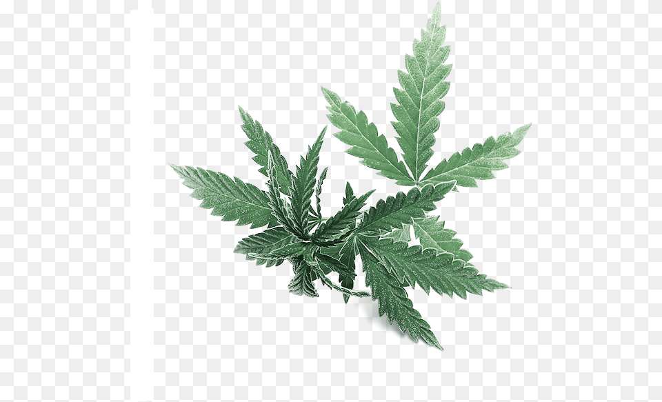 Leaf, Herbal, Herbs, Plant, Weed Png Image