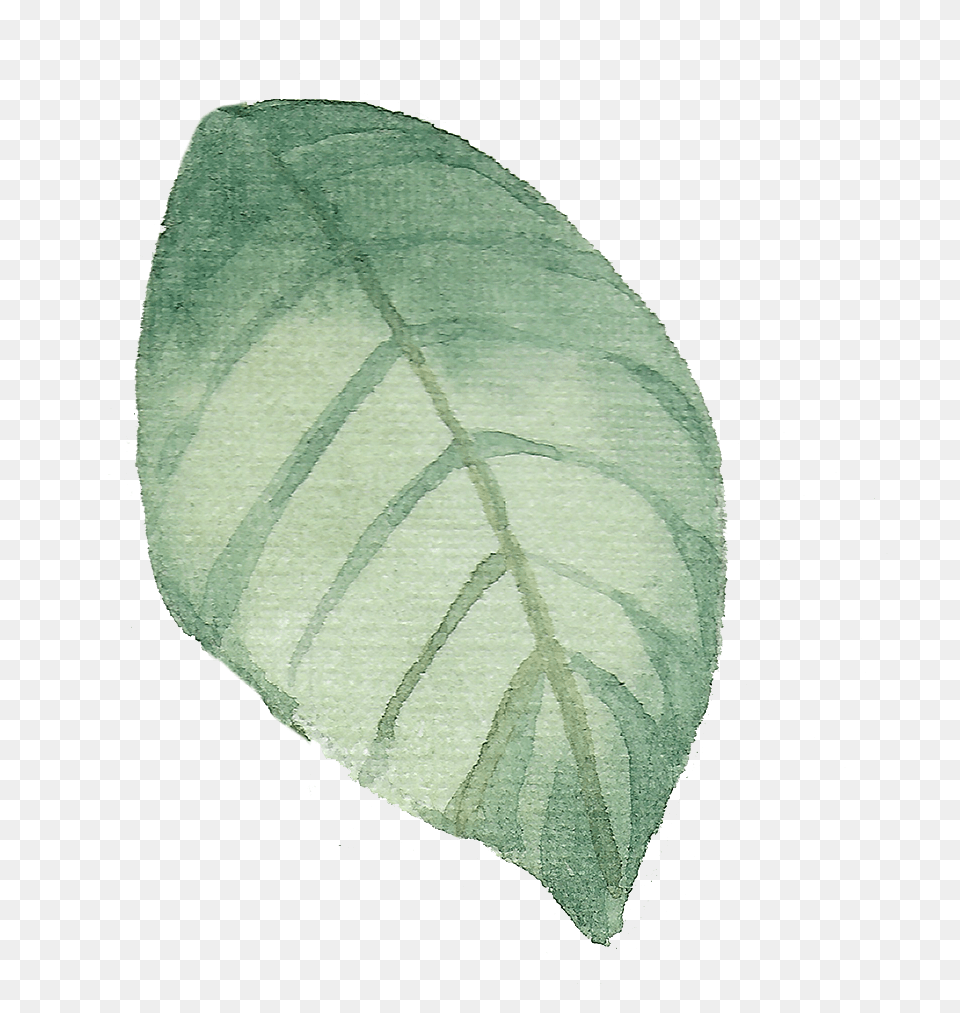 Leaf 4 1 Watercolor Painting, Plant, Art, Herbal, Herbs Png