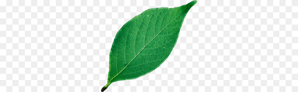 Leaf, Plant, Flower Png Image