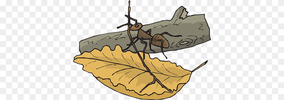 Leaf Animal, Cricket Insect, Insect, Invertebrate Png