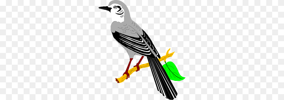 Leaf Animal, Beak, Bird, Jay Png