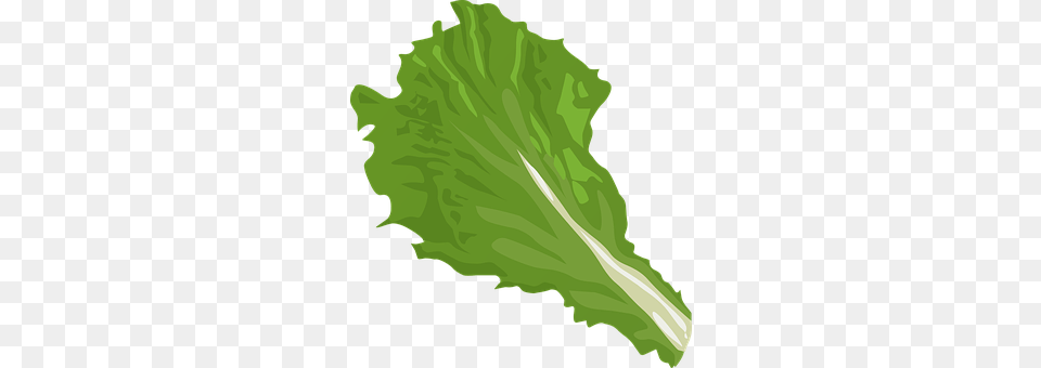 Leaf Food, Lettuce, Plant, Produce Png