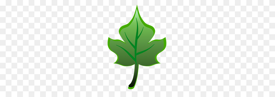 Leaf Plant, Green, Tree, Maple Leaf Png Image