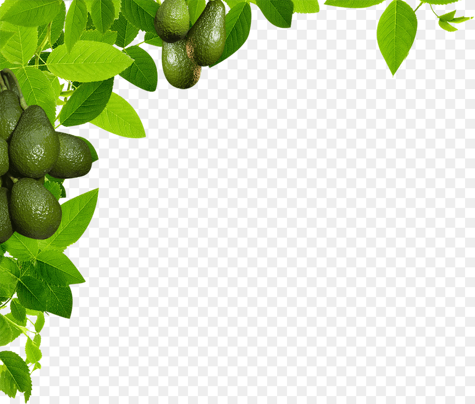 Leaf, Avocado, Food, Fruit, Green Png