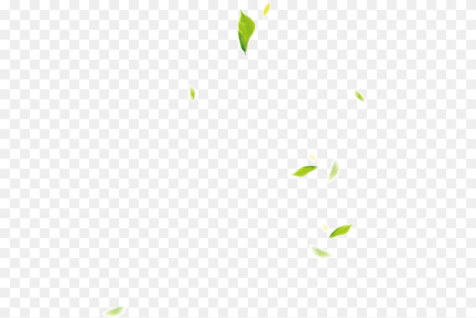 Leaf, Green, Herbal, Herbs, Plant Free Png Download