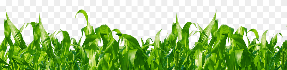 Leaf And Flower, Grass, Green, Lawn, Plant Png Image