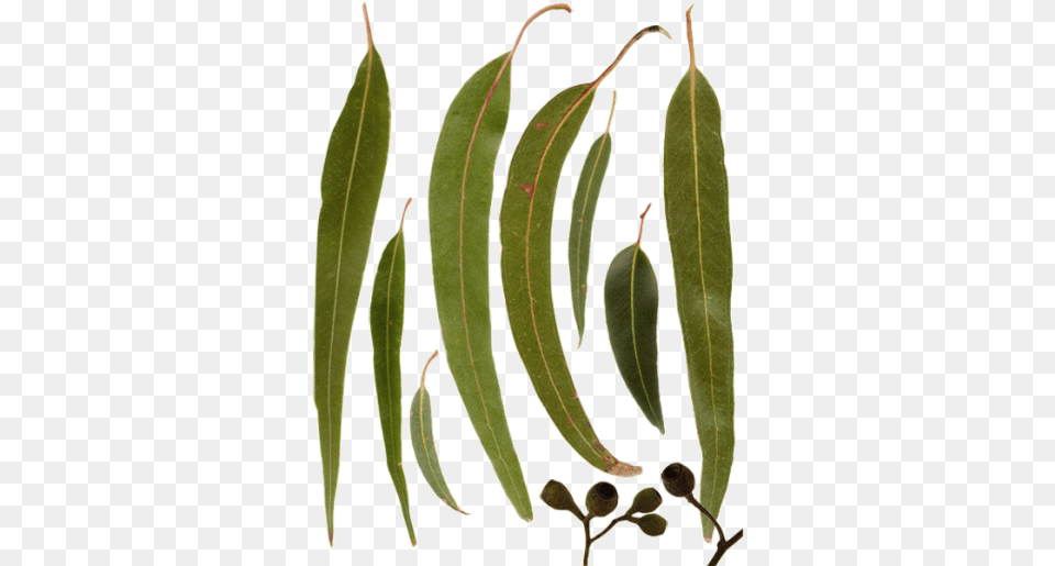 Leaf And Vectors For Australian Gum Tree Leaves, Plant Free Png
