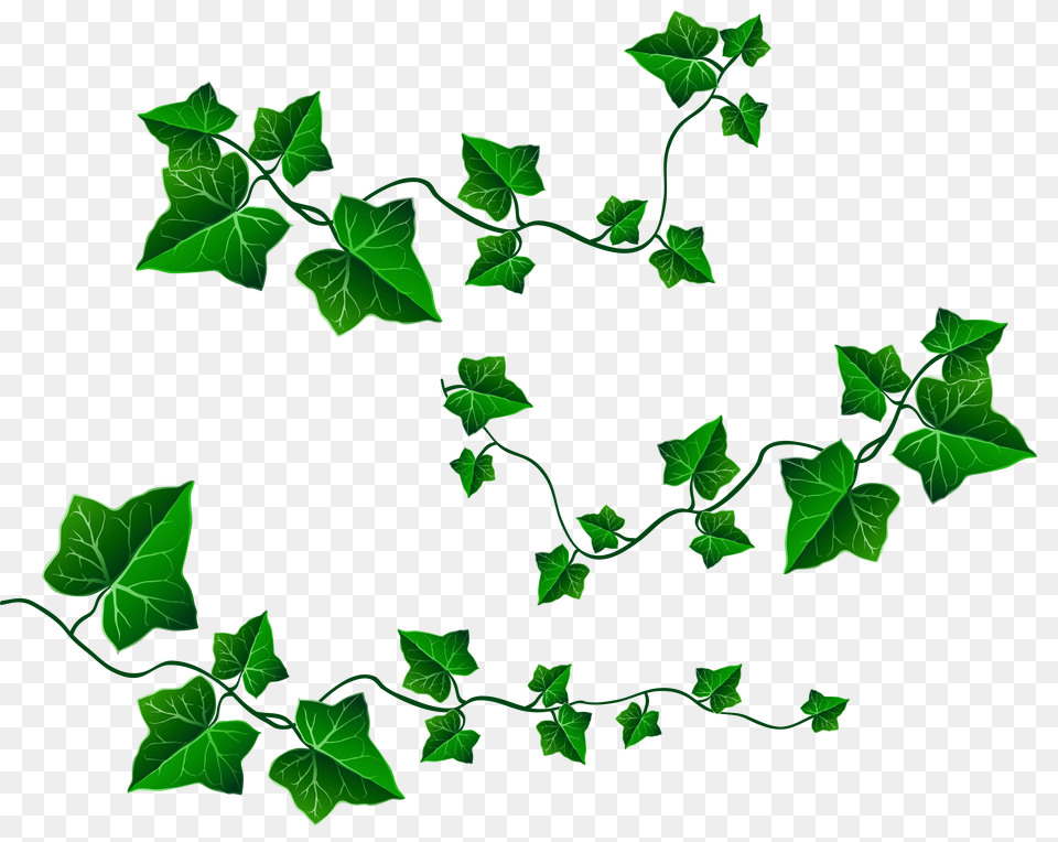 Leaf And Vine Clipart, Ivy, Plant, Green Free Transparent Png