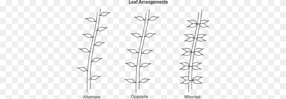Leaf Arrangement Fibonacci Spirals In Plants Leaves, Grass, Plant, Pattern, Person Png Image