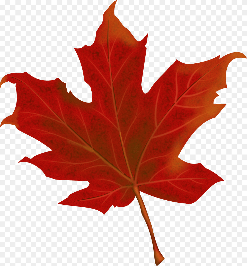 Leaf Autumn Autumn Leaves Fall Red Season Leaves Red Fall Leaf Clipart, Plant, Tree, Maple Leaf, Maple Free Png Download