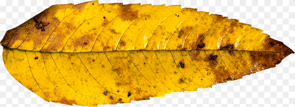 Leaf Autumn Fall Autumn Leaf Yellow Gold Colorful Fall Leaf Yellow, Plant, Tree Free Transparent Png