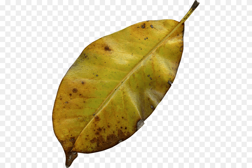 Leaf Autumn Nature Fall Autumn Leaves Leaves Rotting Leaves, Plant, Tree, Banana, Food Free Png Download