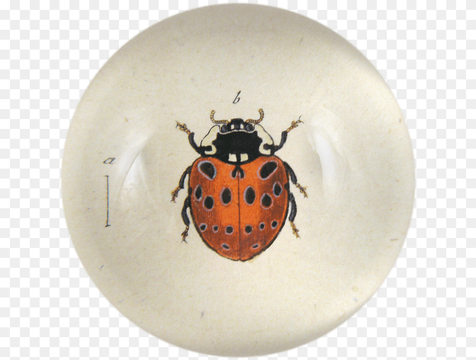 Leaf Beetle, Animal, Insect, Invertebrate, Food Free Transparent Png