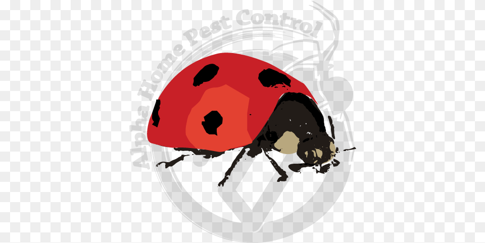 Leaf Beetle, Helmet, Person, Head, Face Png