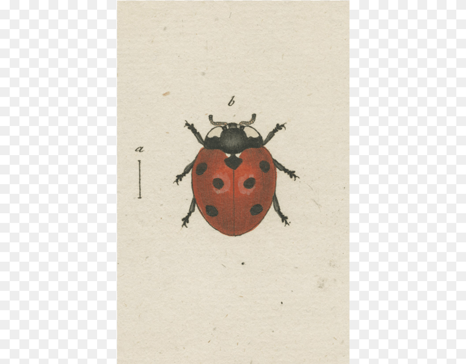 Leaf Beetle, Animal, Insect, Invertebrate Free Png