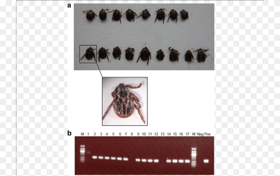Leaf Beetle, Animal, Invertebrate, Spider, Insect Free Transparent Png