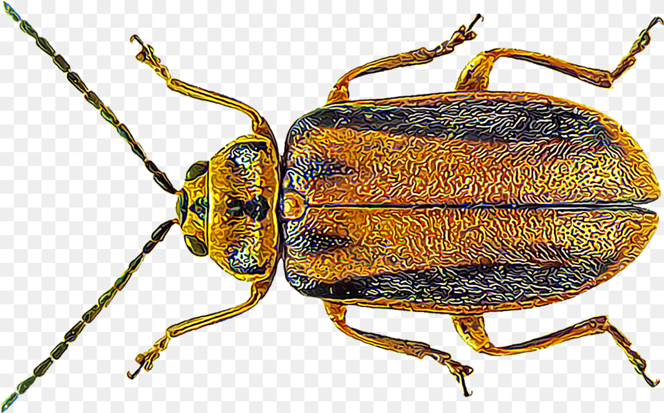 Leaf Beetle, Animal, Firefly, Insect, Invertebrate Png Image