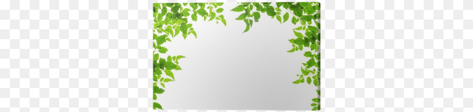 Leaf Borders, Green, Herbal, Herbs, Plant Png Image