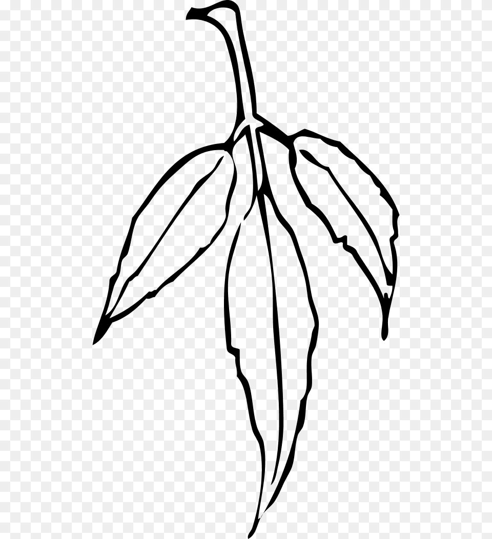 Leaf Branch, Gray Free Transparent Png