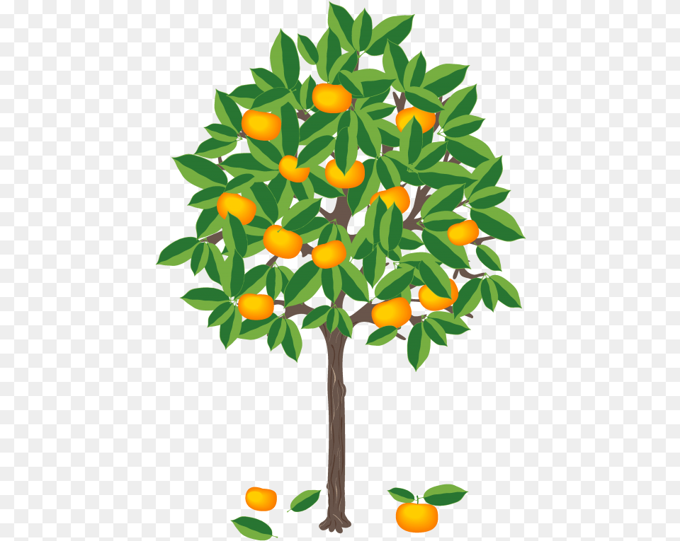 Leaf Clementine U2013 Be Climate Mandarine Tree Clip Art, Citrus Fruit, Food, Fruit, Orange Png