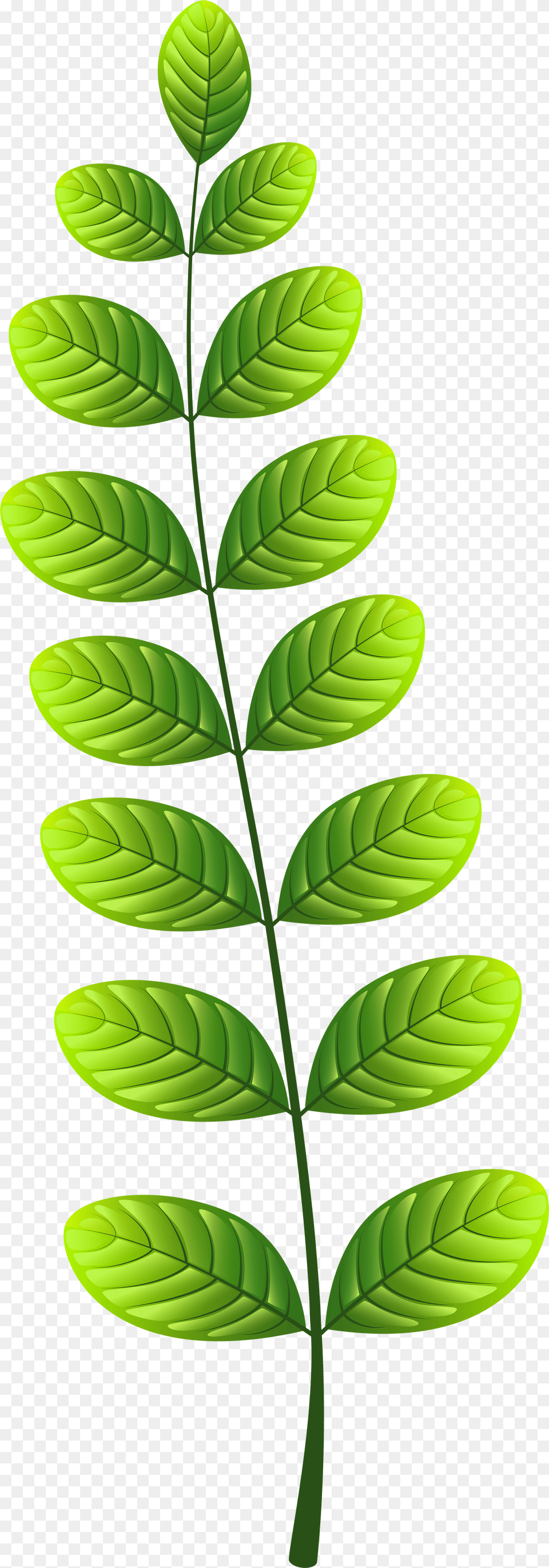 Leaf Clip Ar Free Png Download