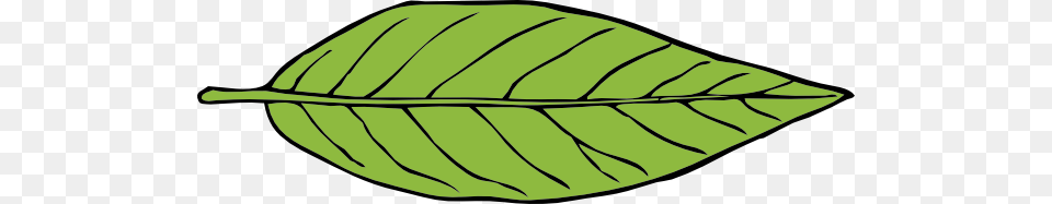 Leaf Clip Art, Plant, Annonaceae, Tree, Animal Free Png
