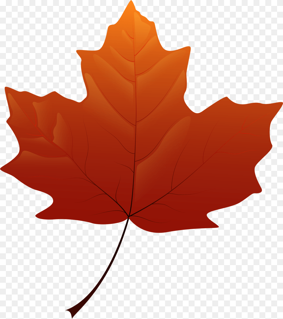 Leaf Clip Art, Maple Leaf, Plant, Tree, Person Free Png Download