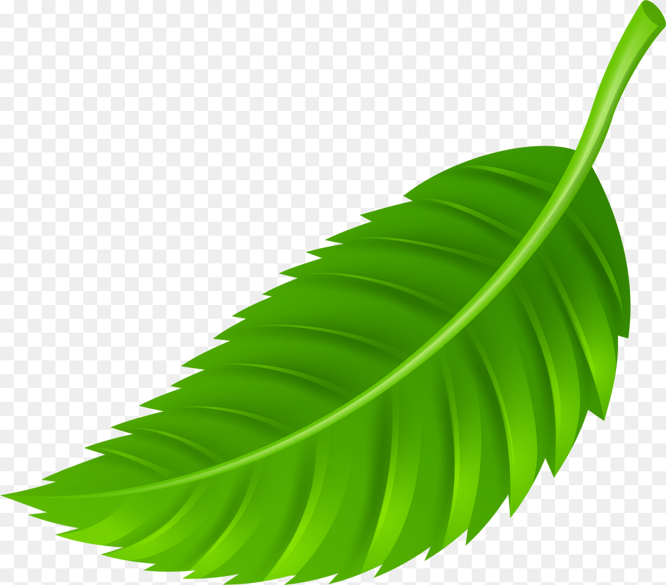 Leaf Clip Art Png