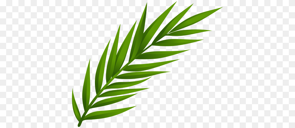 Leaf Clip Art, Grass, Green, Plant, Tree Png Image